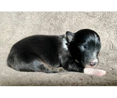 ASDR registered Miniature Aussie puppies for sale - 4
