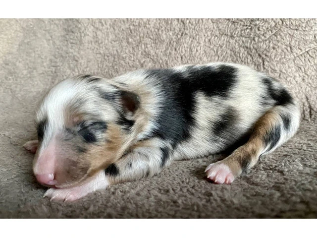 ASDR registered Miniature Aussie puppies for sale - 5/7