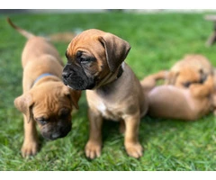 5 Boxmas puppies need forever homes - 1
