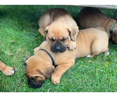 5 Boxmas puppies need forever homes - 3