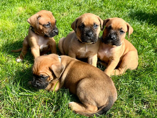 5 Boxmas puppies need forever homes - 4/9