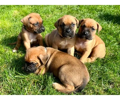5 Boxmas puppies need forever homes - 4