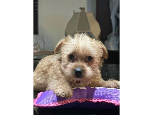Purebred Yorkie teacup puppy - 2/4