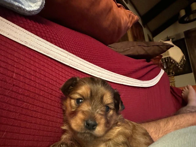 Purebred Yorkie teacup puppy - 3/4