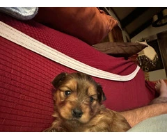 Purebred Yorkie teacup puppy - 3