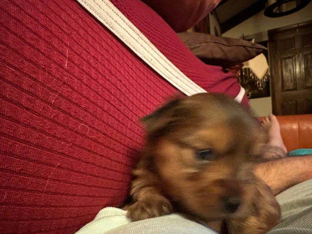 Purebred Yorkie teacup puppy - 4/4