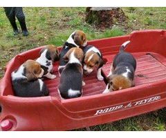 Farm raised beagle puppies for sale
