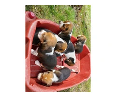 Farm raised beagle puppies for sale - 2