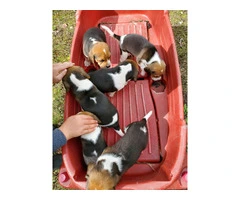 Farm raised beagle puppies for sale - 3