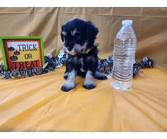 AKC Black and Silver thick coated mini schnauzers