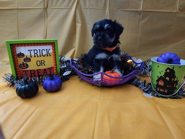 AKC Black and Silver thick coated mini schnauzers - 2/8
