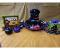 AKC Black and Silver thick coated mini schnauzers - 2