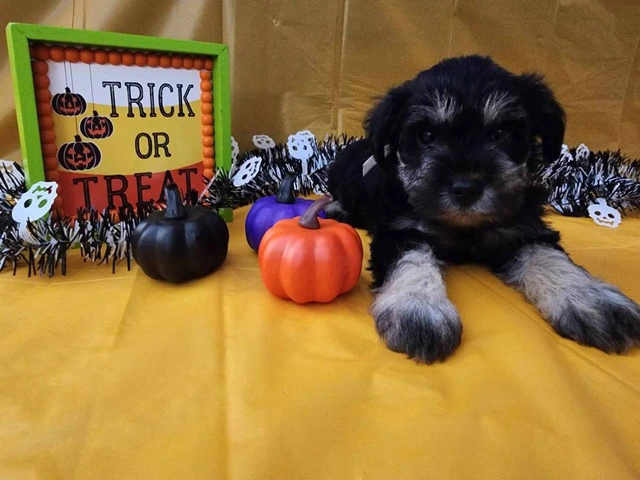 AKC Black and Silver thick coated mini schnauzers - 4/8