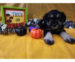 AKC Black and Silver thick coated mini schnauzers - 4
