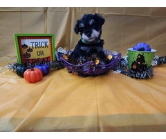 AKC Black and Silver thick coated mini schnauzers - 5
