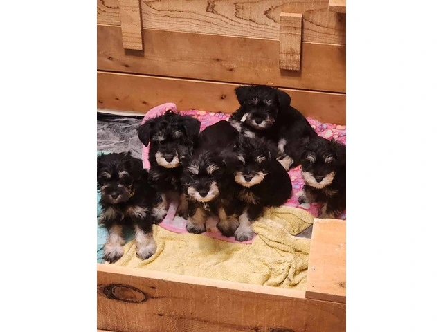 AKC Black and Silver thick coated mini schnauzers - 6/8