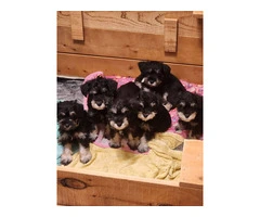 AKC Black and Silver thick coated mini schnauzers - 6