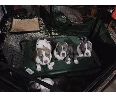3 sweet ABKC bully puppies