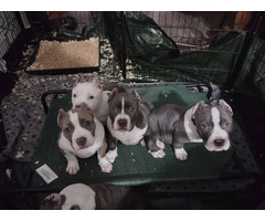 3 sweet ABKC bully puppies - 5