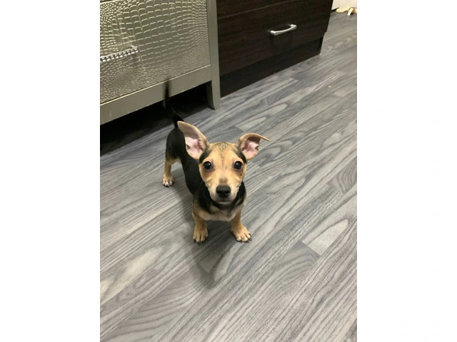 Chihuahua puppy - 1/3