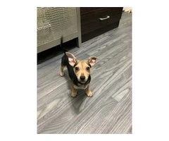 Chihuahua puppy - 1