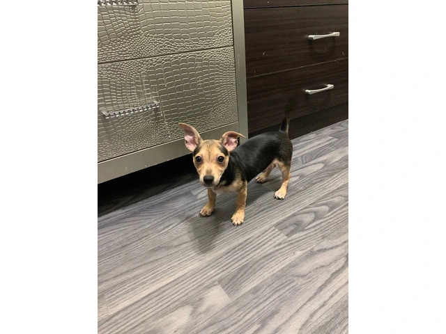 Chihuahua puppy - 2/3
