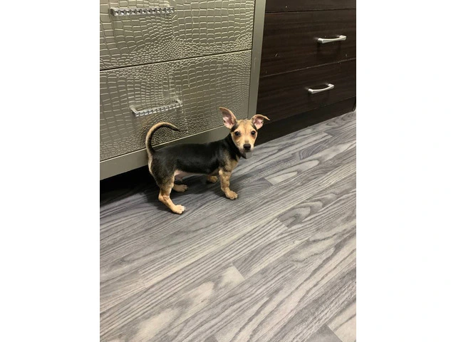 Chihuahua puppy - 3/3