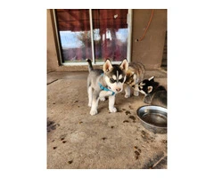 4 beautiful Husky puppies for sale - 2