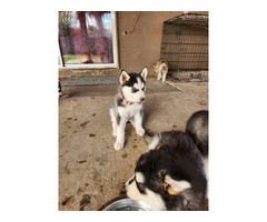 4 beautiful Husky puppies for sale - 3