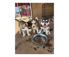 4 beautiful Husky puppies for sale - 4
