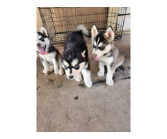 4 beautiful Husky puppies for sale - 5