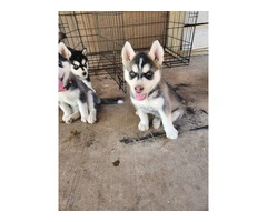 4 beautiful Husky puppies for sale - 6