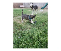 4 beautiful Husky puppies for sale - 7
