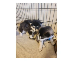 4 beautiful Husky puppies for sale - 9