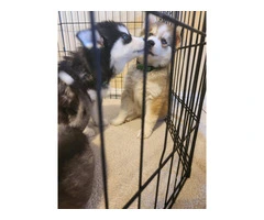 4 beautiful Husky puppies for sale - 10