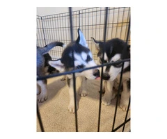 4 beautiful Husky puppies for sale - 12