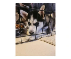 4 beautiful Husky puppies for sale - 13