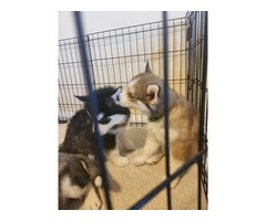 4 beautiful Husky puppies for sale - 14