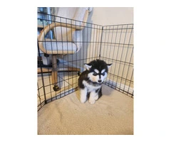 4 beautiful Husky puppies for sale - 15
