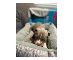 Sweet Pit Bull puppy needs a home - 2