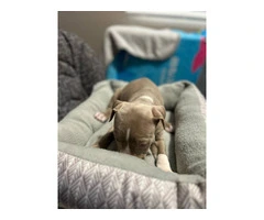 Sweet Pit Bull puppy needs a home - 3