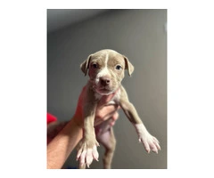 Sweet Pit Bull puppy needs a home - 5