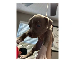 Sweet Pit Bull puppy needs a home - 6