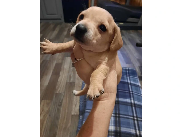 Registered Chiweenie puppies for sale - 1/10