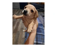 Registered Chiweenie puppies for sale