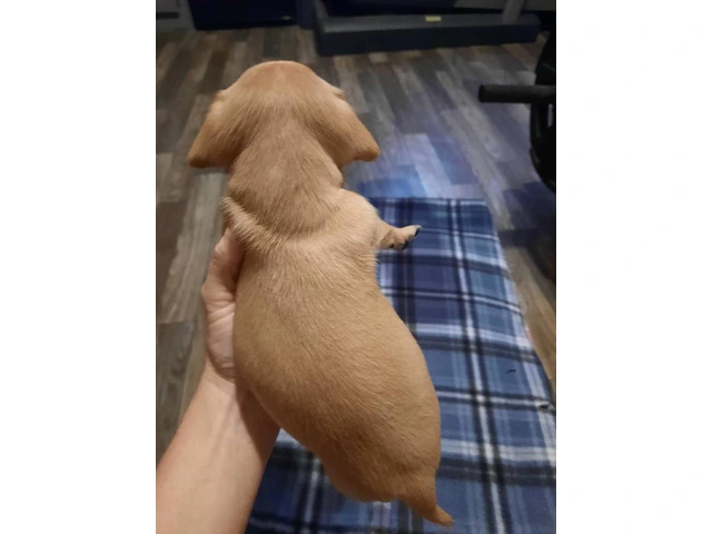 Registered Chiweenie puppies for sale - 2/10