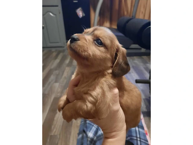 Registered Chiweenie puppies for sale - 3/10