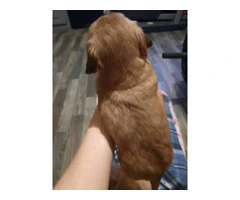 Registered Chiweenie puppies for sale - 4