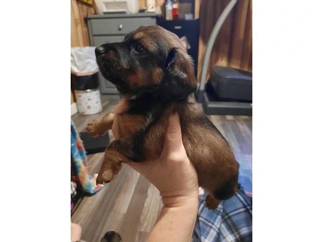 Registered Chiweenie puppies for sale - 5/10