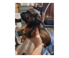 Registered Chiweenie puppies for sale - 5